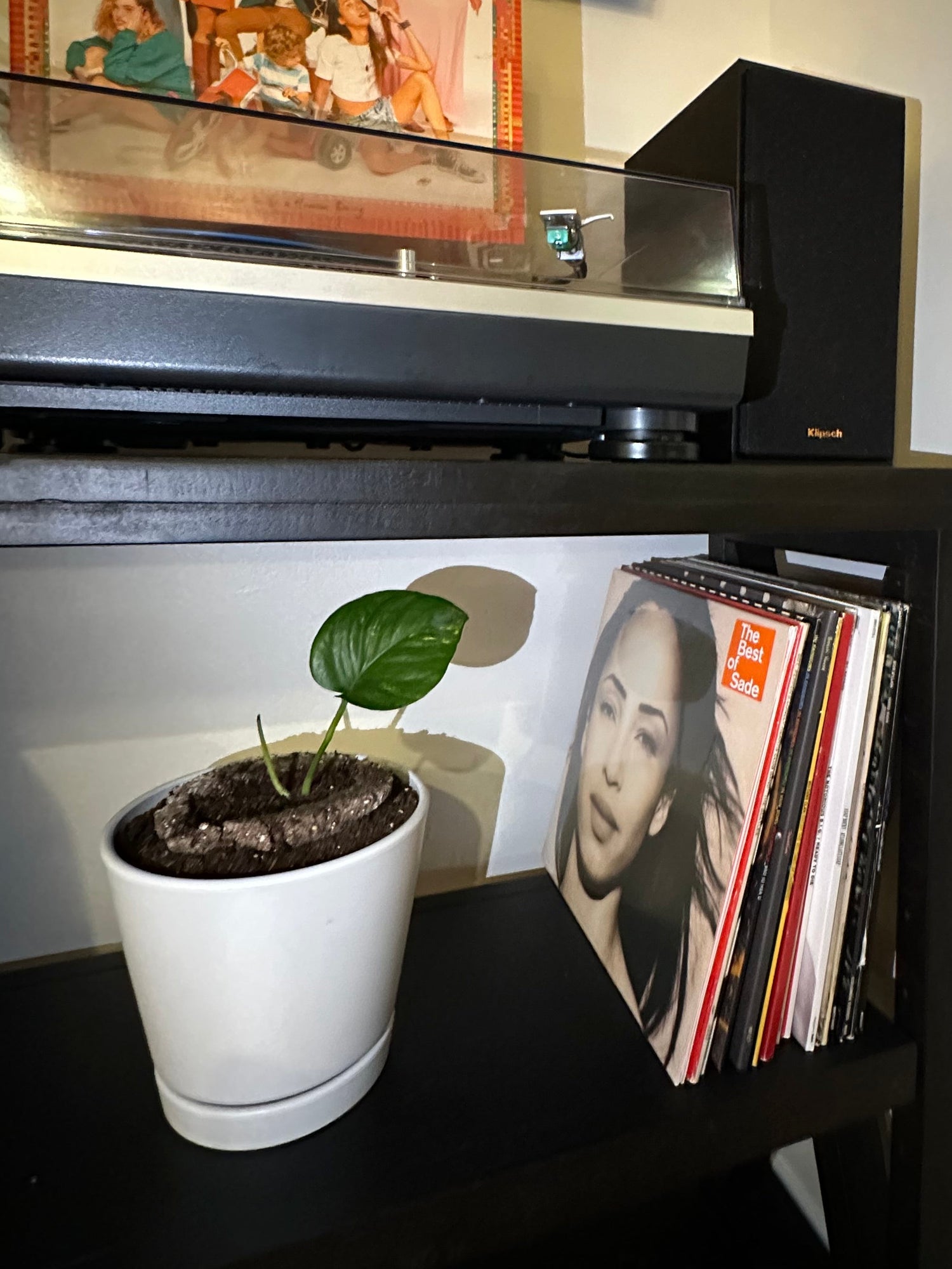 Small potted Afterleaf Eco Urn with plant on a desk next to a bookshelf with books and a magazine.